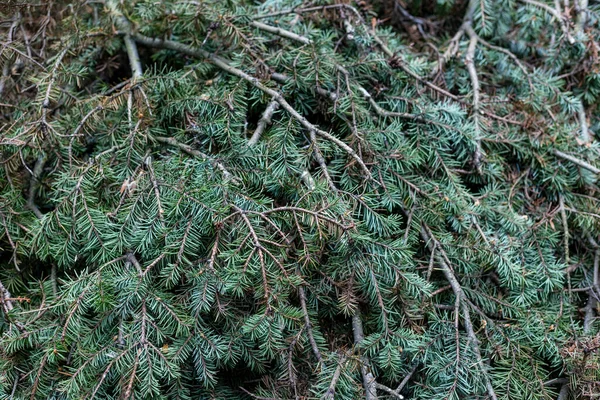 Many spruce branches stacked together — Stock Photo, Image