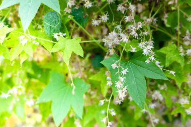 Yeşil yapraklar ve beyaz zıplama çiçekleri
