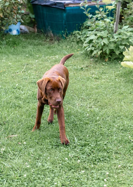 Brown labrador running on the lawn — Stock Photo, Image