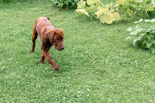Brown labrador running on the lawn — Stock Photo, Image