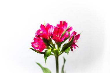 Beyaz arka planda Alstroemeria pembesi