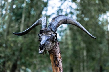 Tahta kazıkta keçi kafatası