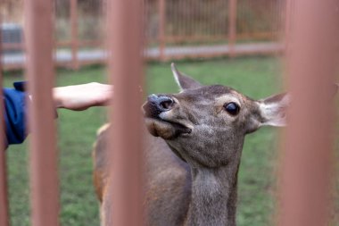 Kahverengi çitin yanındaki hayvanat bahçesinde bir dişi geyik.