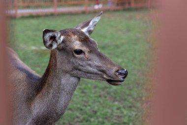 Kahverengi çitin yanındaki hayvanat bahçesinde bir dişi geyik.