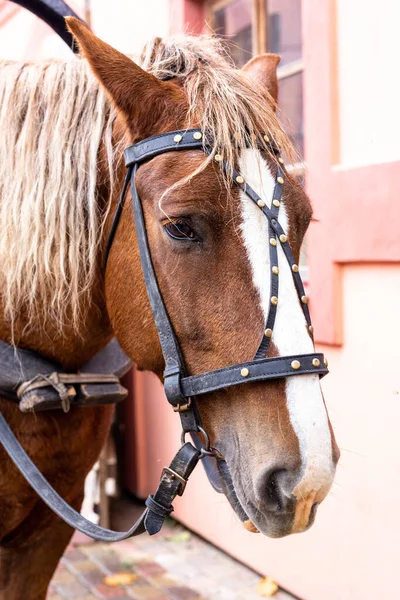 Голова коричневого коня з гривою — стокове фото