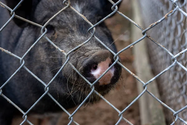 Vietnamese pig with black bristles at the zoo — Stock Photo, Image
