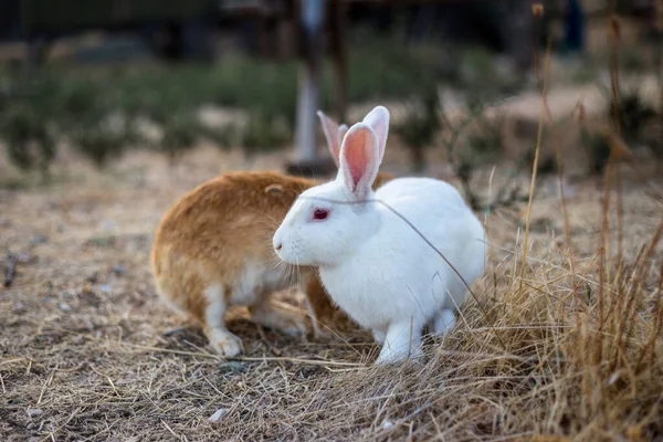 Two rabbits. Red and white rabbit near an old wooden house in the mountains.