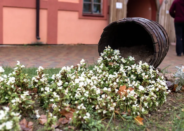 Ginger konijn bij het oude huis in de bergen — Stockfoto