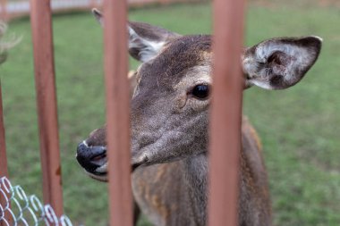 Kahverengi çitin yanındaki hayvanat bahçesinde bir dişi geyik.