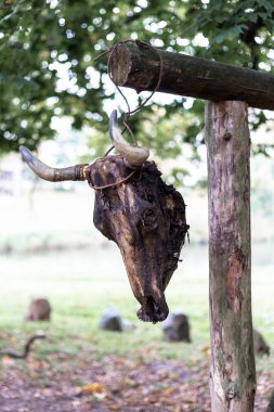 Ağaçta asılı inek kafatası