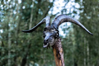 Tahta kazıkta keçi kafatası