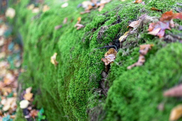 Madera cortada en el bosque cubierta de musgo — Foto de Stock