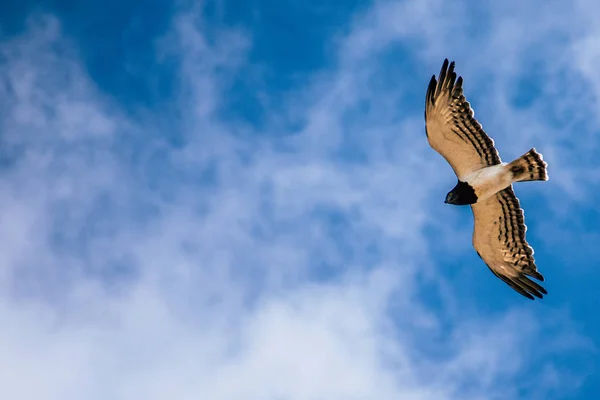 Eagle Soaring with blue sky background