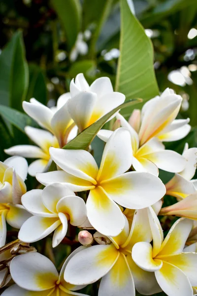 Beyaz Sarı Çiçekler — Stok fotoğraf