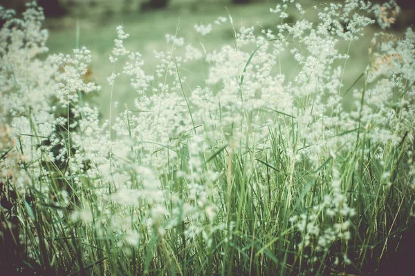 Grama Primavera Tempo — Fotografia de Stock