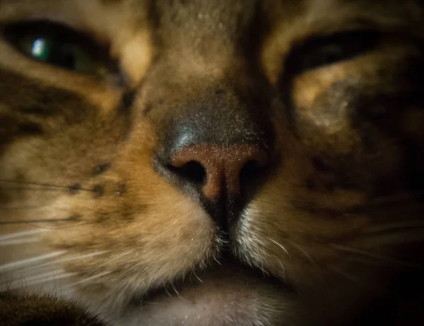 Bengal cat nose and mouth close up