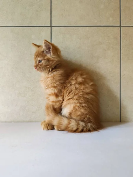 Portrait of a red kitten on a tile background.