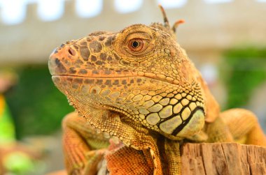 Portre portre bir iguana 