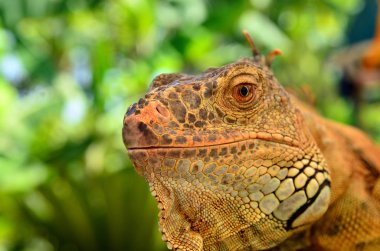Portre portre bir iguana 