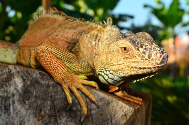 Portre portre bir iguana 