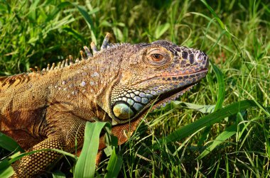 Portre portre bir iguana çim