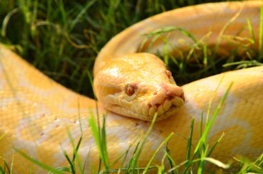 Altın python, dev yılan abuk sabuk çimenlerin üzerinde
