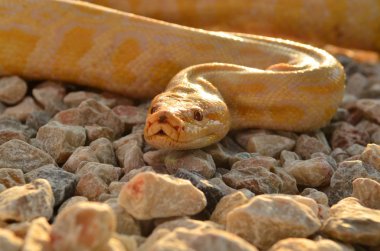 Albino piton yılan buzlu
