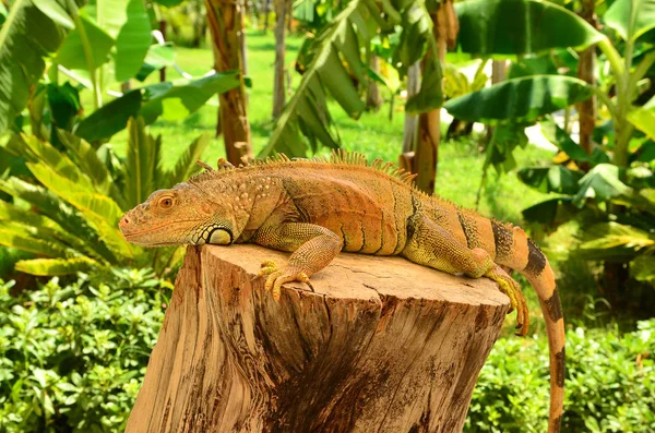 Retrato Close Uma Iguana — Fotografia de Stock