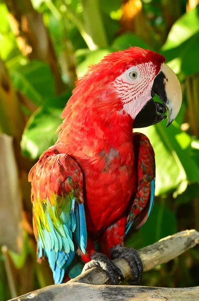 Porträt Eines Bunten Papageien — Stockfoto