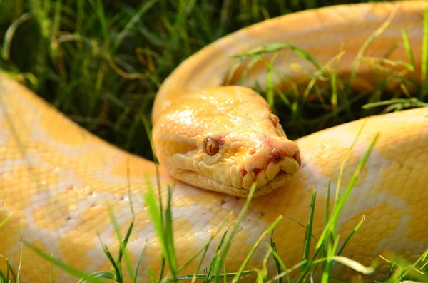 Python Doré Serpent Géant Errant Sur Herbe — Photo