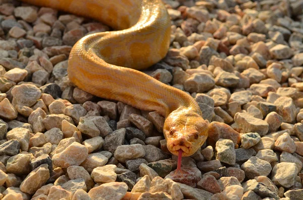 Albino Pythonschlange Auf Den Felsen — Stockfoto