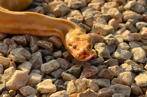 Serpent Python Albinos Sur Les Rochers — Photo