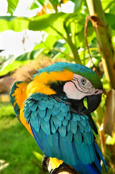 Bunter Blauer Und Gelber Ara Papagei — Stockfoto