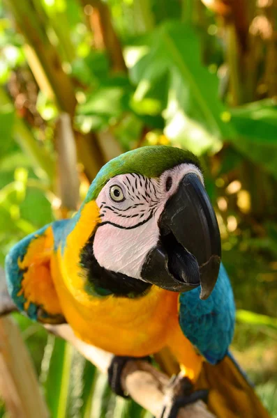 Bunter Blauer Und Gelber Ara Papagei — Stockfoto