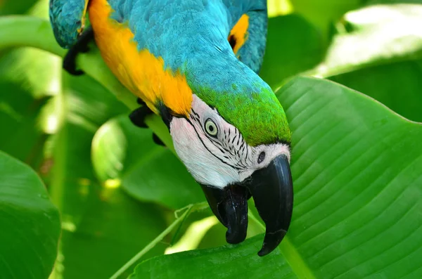 Färgglada Blå Och Gula Macaw Papegoja — Stockfoto