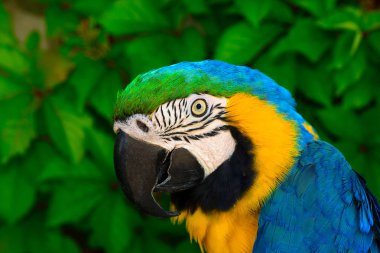 Portrait of a colored parrot.Blue and Gold Macaw clipart