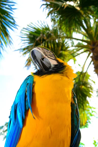 다채로운 앵무새의 클로즈업 초상화 — 스톡 사진