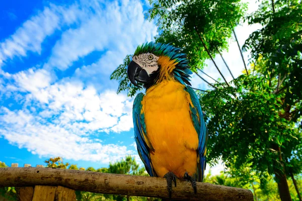 Porträt Eines Farbigen Papageis Blauer Und Goldener Ara — Stockfoto