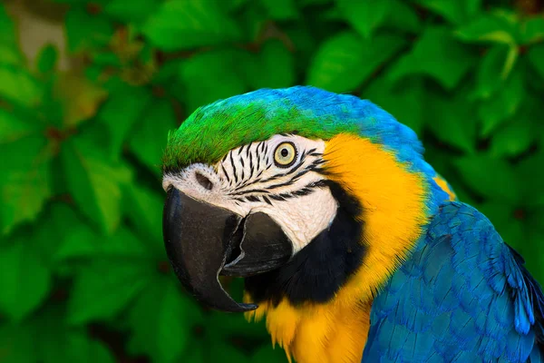 Portrait of a colored parrot.Blue and Gold Macaw