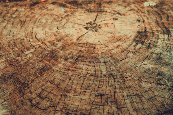 古い木の切り株の背景 — ストック写真