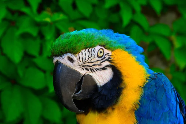 다채로운 앵무새의 클로즈업 초상화 — 스톡 사진