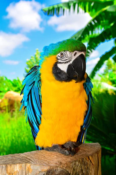 파란색 노란색 Ara Ararauna 앵무새 — 스톡 사진