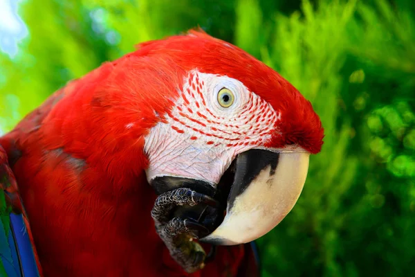 Nahaufnahme Porträt Eines Bunten Papageien — Stockfoto