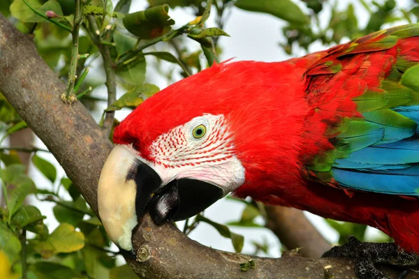 Dal Üzerinde Oturan Amerika Papağanı — Stok fotoğraf