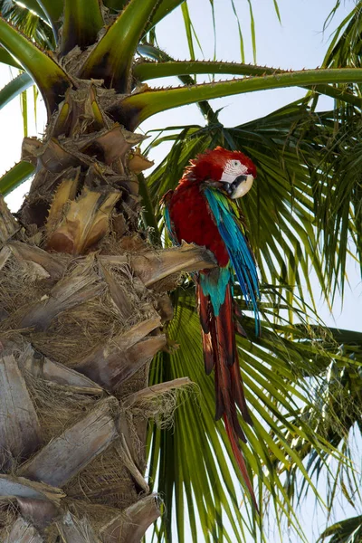 Red parrot on a palm tree