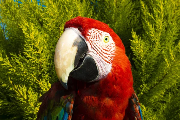 Perroquet Coloré Scarlet Macaw — Photo