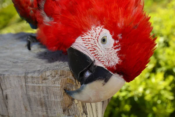 Perroquet Coloré Scarlet Macaw — Photo