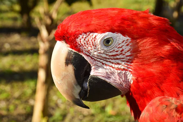 Perroquet Coloré Scarlet Macaw — Photo