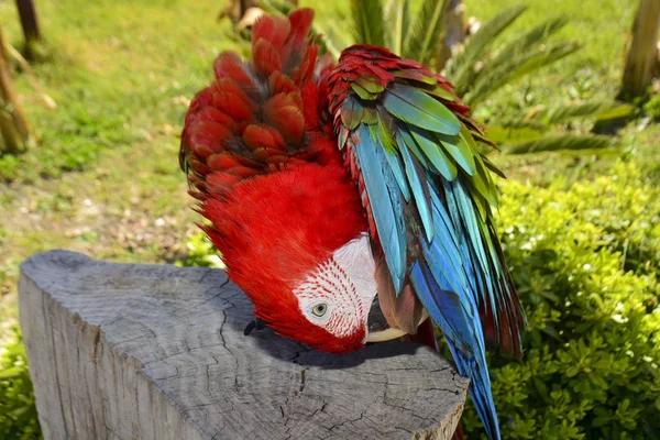 Цветной Попугай Ара Карлет — стоковое фото