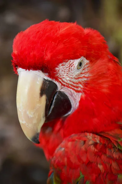 Farbenfroher Papageienscharlachara — Stockfoto